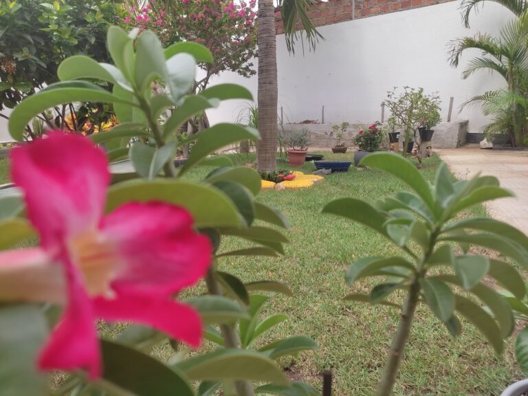 Sol Pleno ou Meia Sombra? Onde Colocar Sua Rosa do Deserto