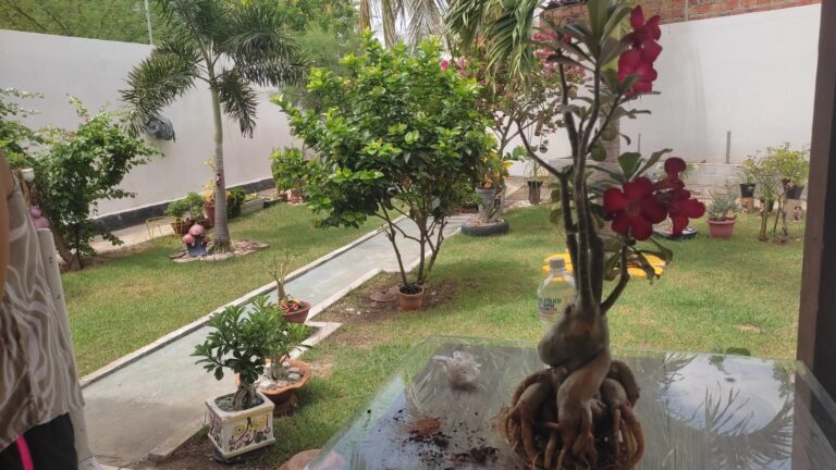 Podando Sua Rosa do Deserto: Quando e Como Fazer para um Jardim Mais Bonito