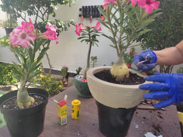 Como Cuidar de um Jardim com Rosa do Deserto: Segredos para Floração Espetacular
