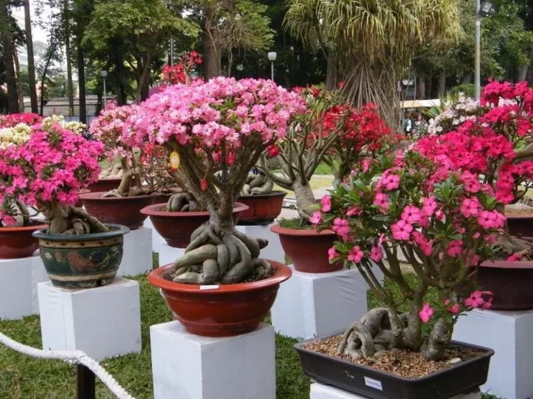 O Vaso Ideal para Rosa do Deserto: Como Escolher o Melhor para o Crescimento Perfeito