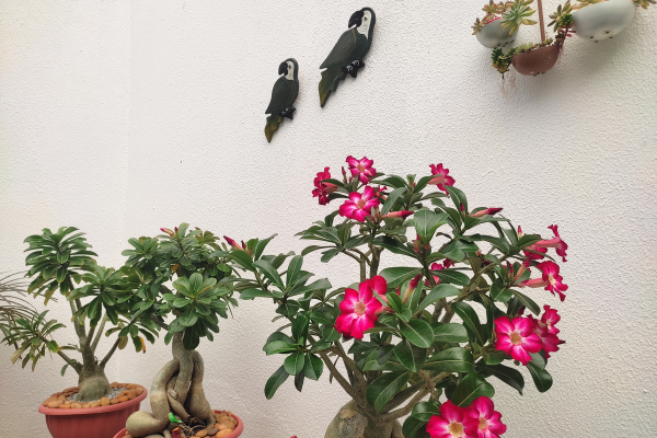 O Guia Completo para um Jardim: como cultivar rosa do deserto passo a passo